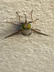Esenbeckia