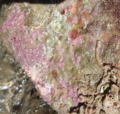 Lithophyllum incrustans