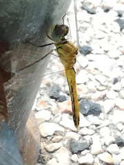 Sympetrum fonscolombii