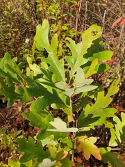 Quercus alba