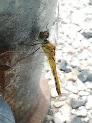 Sympetrum fonscolombii