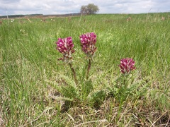 Pedicularis dasystachys