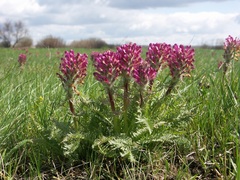 Pedicularis dasystachys