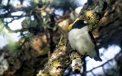 Ficedula speculigera