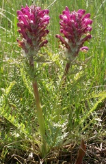 Pedicularis dasystachys