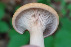 Agaricales