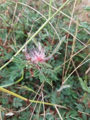 Calliandra eriophylla