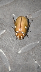 Melolontha maculata
