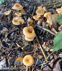 Paralepista flaccida