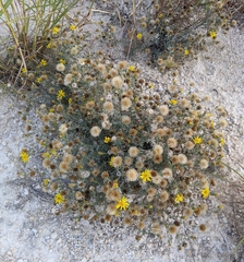 Heterotheca canescens