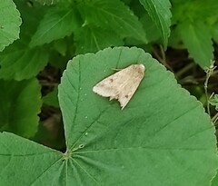 Helicoverpa armigera