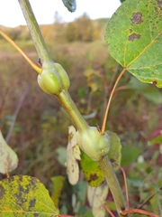 Euhexomyza schineri