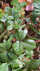 Rubus hispidus
