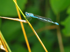 Enallagma durum