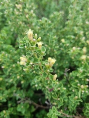 Brickellia veronicifolia