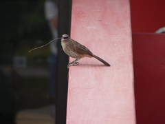 Turdoides hartlaubii