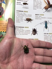 Protaetia orientalis orientalis