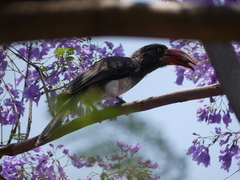 Lophoceros alboterminatus