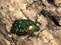 Protaetia orientalis orientalis