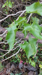 Pittocaulon praecox
