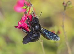 Xylocopa