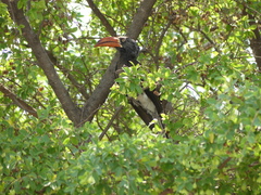 Lophoceros alboterminatus