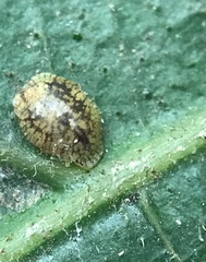 Coccidae