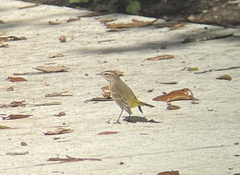 Setophaga palmarum palmarum