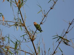 Agapornis roseicollis