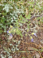 Solanum citrullifolium