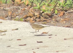 Setophaga palmarum palmarum
