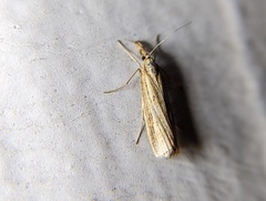 Agriphila vulgivagellus