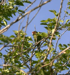 Psittacara mitratus