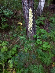 Aconitum barbatum