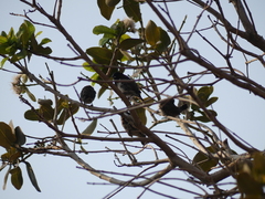 Spermestes cucullata