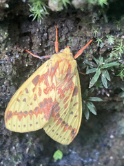 Symphlebia