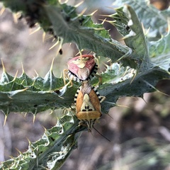 Carpocoris