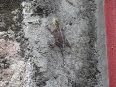 Agama planiceps