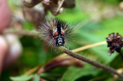 Acronicta euphorbiae