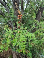 Rhus microphylla