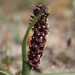 Wurmbea recurva - Photo (c) Jacques van der Merwe, algunos derechos reservados (CC BY-SA), subido por Jacques van der Merwe