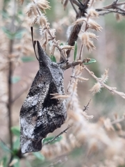 Libytheana carinenta mexicana