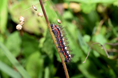 Acronicta euphorbiae