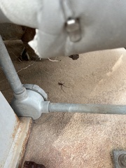 Latrodectus hesperus