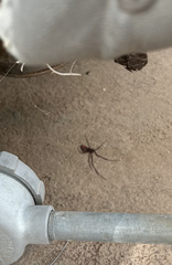 Latrodectus hesperus