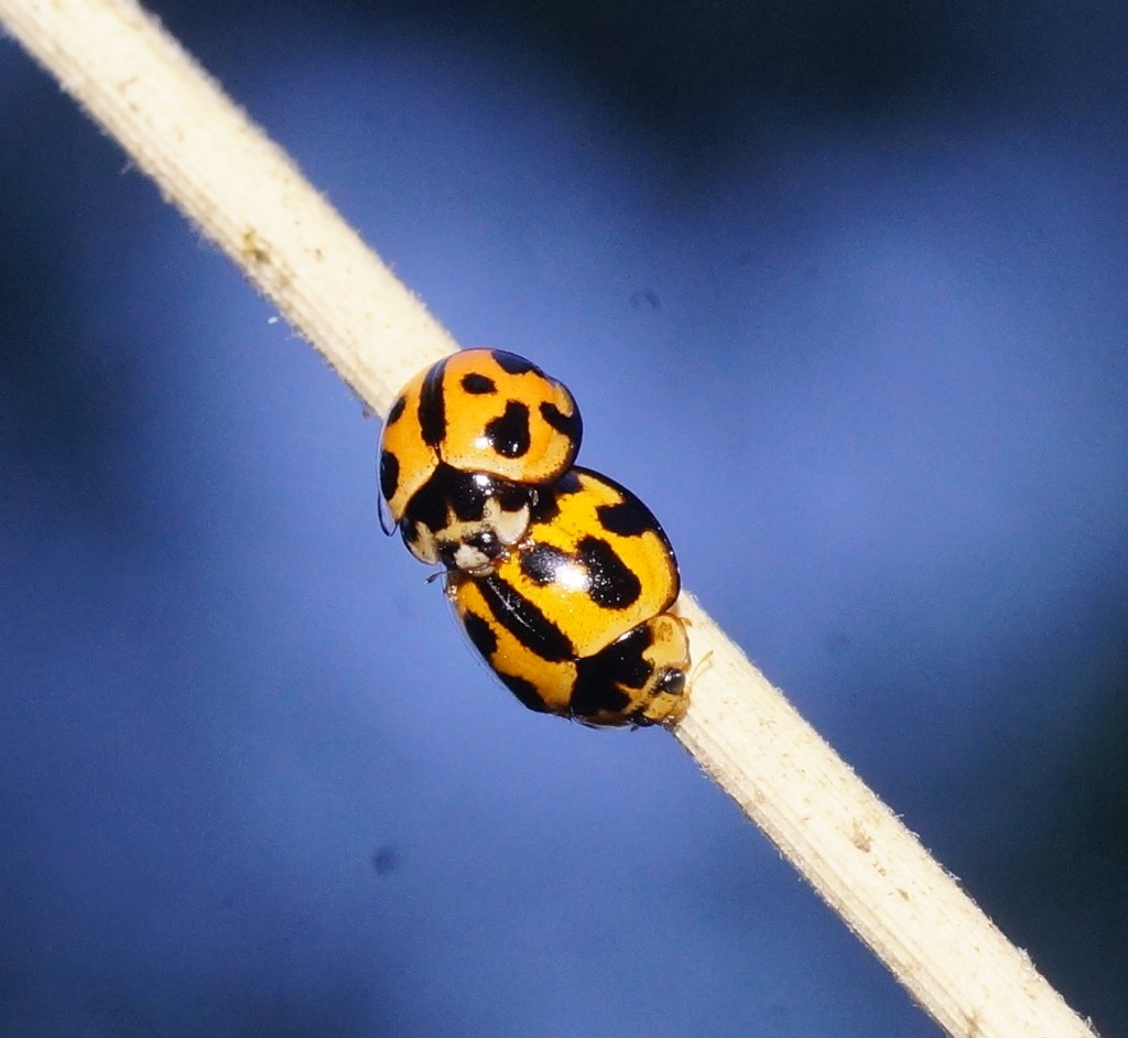 Coelophora