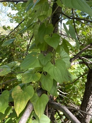Dioscorea polystachya