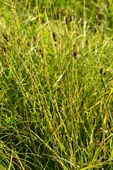 Carex otrubae