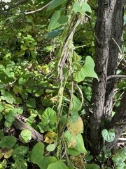 Dioscorea polystachya