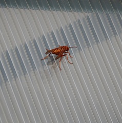 Polistes apachus texanus